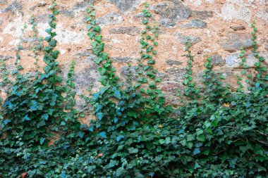 Sarmaşık bitkileri, güneş ışığıyla aydınlatılan dokulu taş bir duvarda yükselirler..