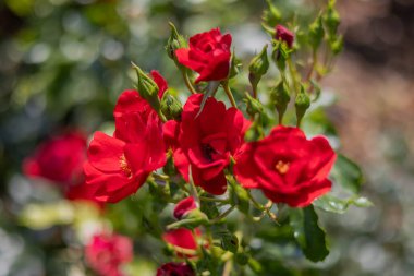 Parlak kırmızı güller bir bahçeyi süslüyor. Güzelliklerini gün ışığında sergiliyorlar..