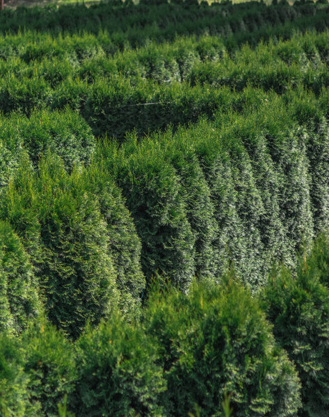 Плотные зеленые изгороди образуют красиво ухоженный пейзаж в саду.