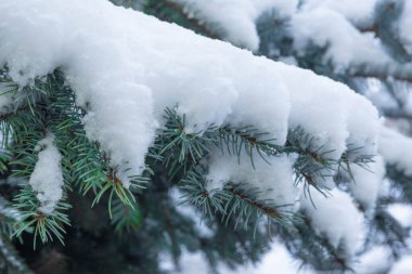 Yumuşak kar, kış boyunca yemyeşil ağaçların dallarını örtüyor..
