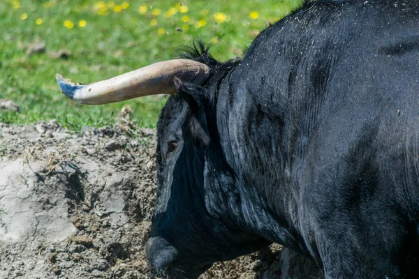 Camargue Bulle Auf Einer Ranch Südfrankreich — Stockfoto