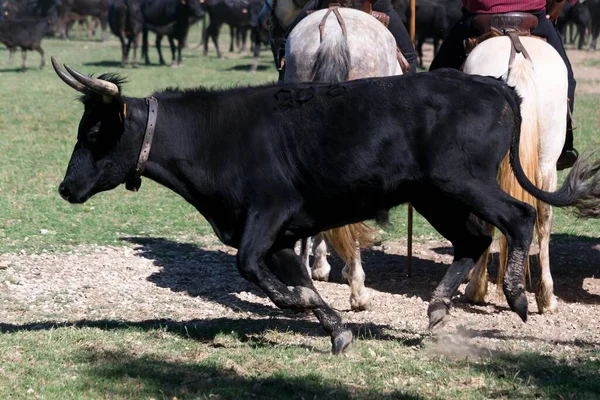 Camargue Bulle Auf Einer Ranch Südfrankreich — Stockfoto