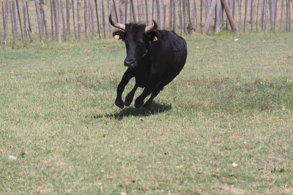 Taureau Camarguais Dans Ranch Sud France — Photo
