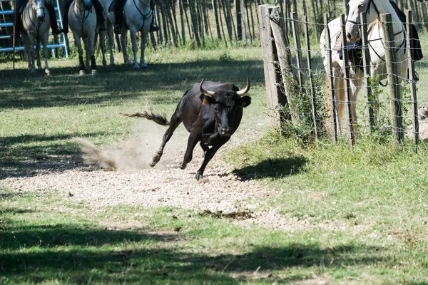 Taureau Camarguais Dans Ranch Sud France — Photo