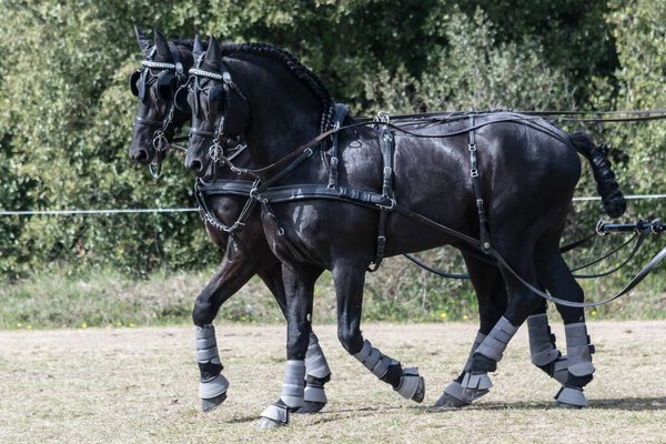 Equestrian, driving, dressage and maneuverability competitions.