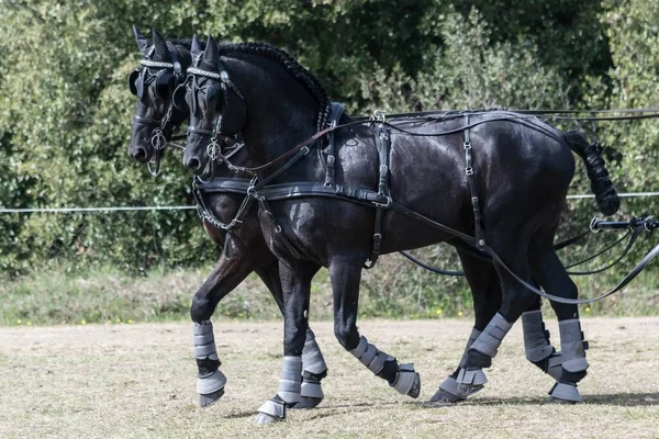 Paardensport Rijden Dressuur Manoeuvreerbaarheid Wedstrijden Stockafbeelding