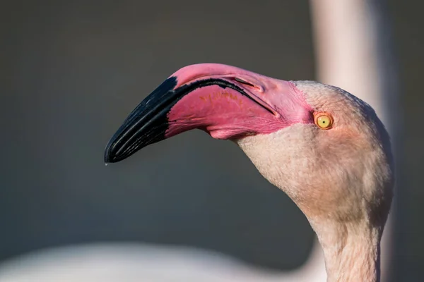 Cabeça Flamingo Com Bico Rosa — Fotografia de Stock