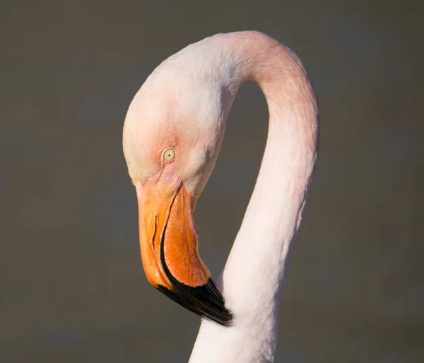 Głowa Flaminga Pomarańczowym Dziobem — Zdjęcie stockowe