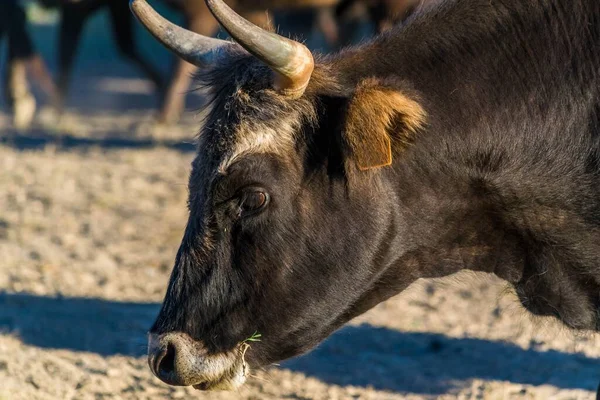 Camargue公牛的头 — 图库照片