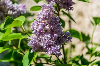 Eflatun çiçekler. Mor ya da beyaz güzel kokulu çiçekler ile büyük bahçe Funda.