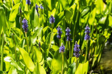 Bahçedeki bir gölün kıyısındaki kalp terk edilmiş midilli.