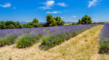 Valensole, Alpes-de-Haute-Provence, Fransa 'da lavanta kampı.