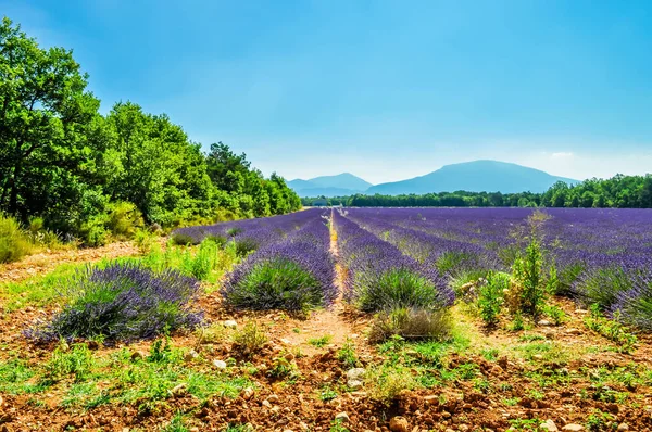 Levandulový Kemp Náhorní Plošině Valensole Alpes Haute Provence Francii — Stock fotografie