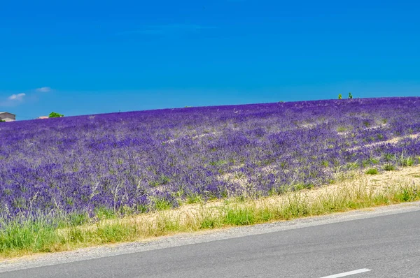 Lavendelläger Valensole Alpes Haute Provence Frankrike — Stockfoto