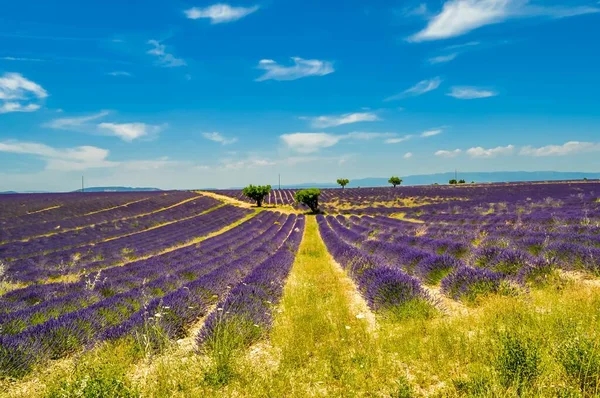 Lavender Camp Plateau Valensole Alpes Haute Provence France — Stock Photo, Image