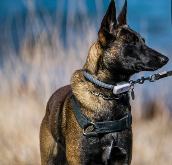 Belçika çobanı Malinois emir bekliyor..