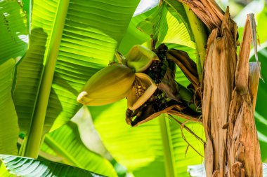 Cüce muz ağacı, tropikal bitki.