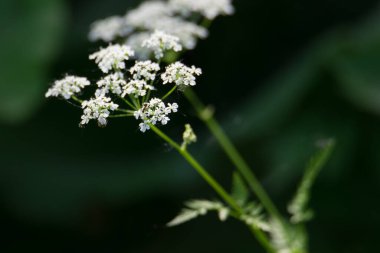 Vahşi Chervil ormanda çekilmiş..
