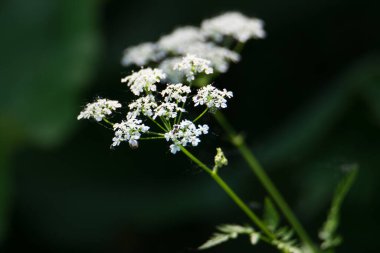 Vahşi Chervil ormanda çekilmiş..