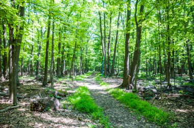 Ormanda yürüyüş yolu.