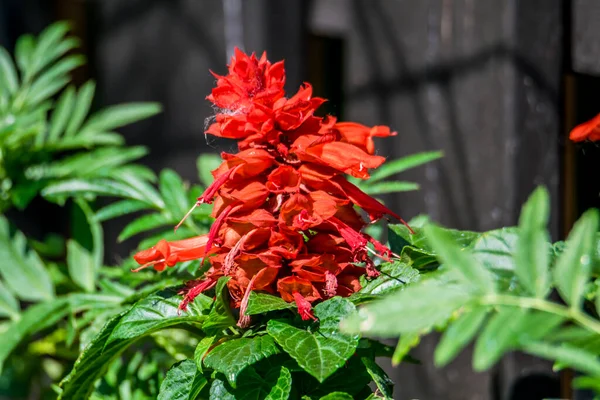 Červená Šalvěj Květináči Balkóně — Stock fotografie