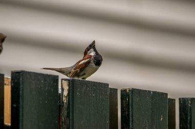 Bahçedeki serçeler.