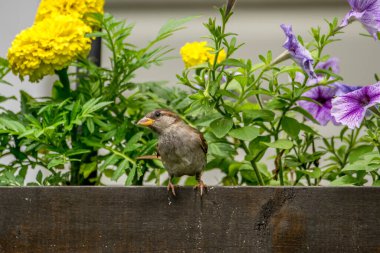 Bahçedeki serçeler.