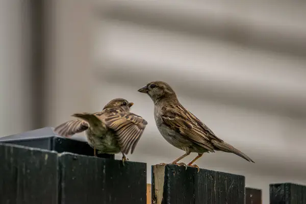 stock image House sparrows in a garden.