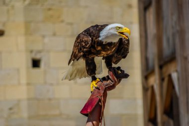 Kel Kartal, Kuzey Amerika 'da yaşayan bir yırtıcı kuş türüdür..
