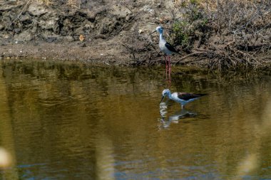 Pied Avocet, Recurvirostridae familyasından bir kuş türü..