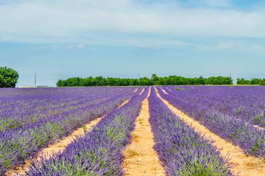 Fransa 'da Alpes de Haute Provence' deki Valensole platosunda lavanta ve ayçiçeği tarlaları.