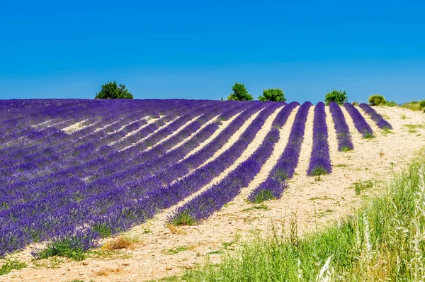 Fransa 'da Alpes de Haute Provence' deki Valensole platosunda lavanta ve ayçiçeği tarlaları.