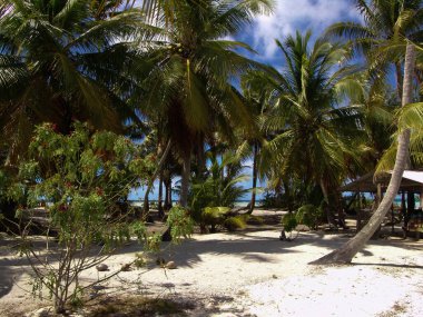 Karayipler 'deki beyaz kumsal.