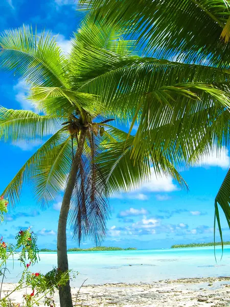 Karayipler 'deki beyaz kumsal.