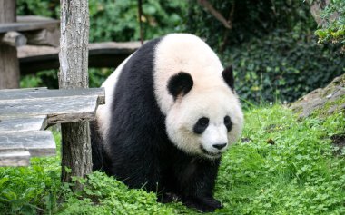 Dev panda ya da Çin 'deki büyük ayı kedisi.