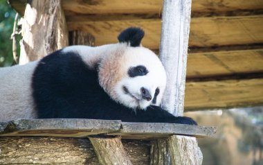 Dev panda ya da Çin 'deki büyük ayı kedisi.