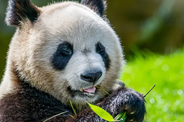 Dev panda ya da Çin 'deki büyük ayı kedisi.