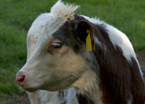 Portrait Une Jeune Vache Grise Brune Blanche Sur Une Prairie — Photo