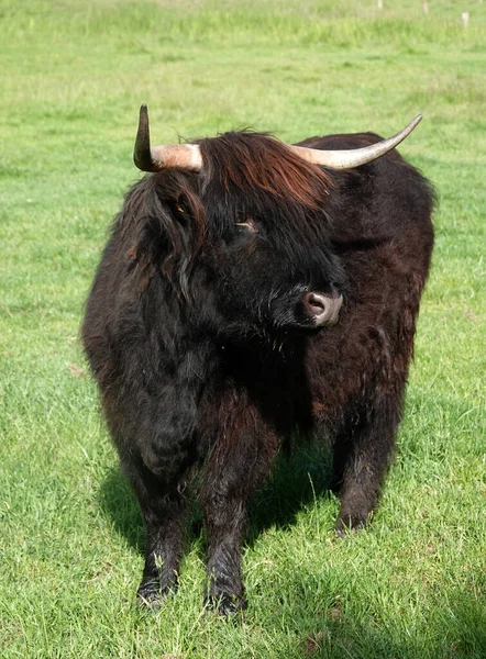 Vache Écossaise Noire Des Hautes Terres Dans Une Prairie Allemagne — Photo