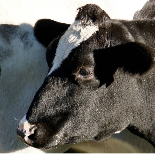 Retrato Uma Vaca Holandesa Friesian Com Quiff Engraçado — Fotografia de Stock