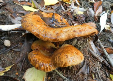 Paxillus mantarı Almanya 'da bir ormanda yetişiyor.