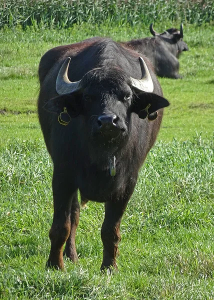 Buffaloes Agua Los Países Bajos Esta Granja Crían Para Carne —  Fotos de Stock