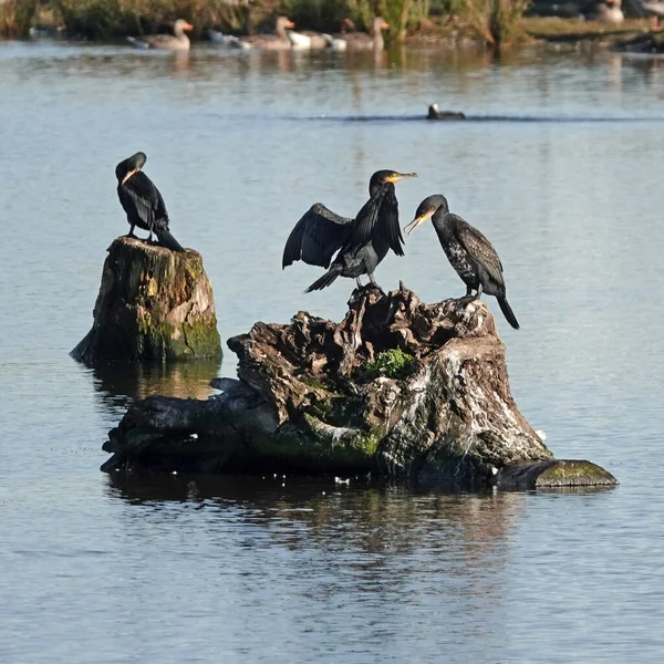 Tres Grandes Pájaros Cormoranes Están Sentados Troncos Árboles Dos Están — Foto de Stock