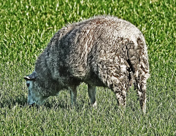Овца Натуральная Газонокосилка Грязным Хвостом Увиденное Нидерландах — стоковое фото