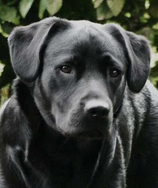 Portret Van Een Zwarte Labrador Retriever Hond Nederland Gezien — Stockfoto