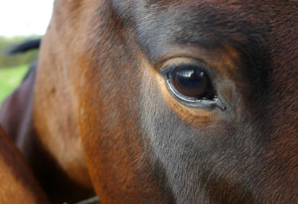 美しい湾の色の馬の目 オランダのハーデンバーグで見られます — ストック写真