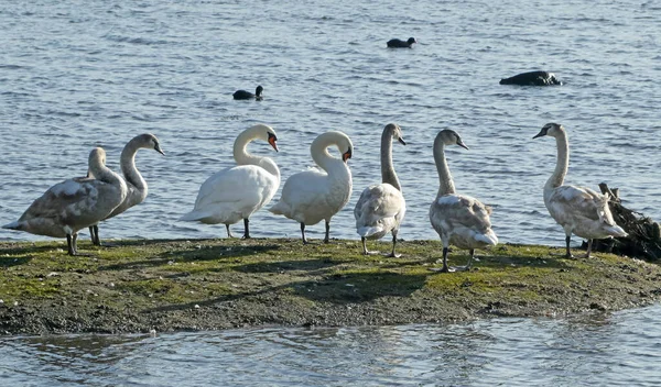 Familia Los Cisnes Padre Madre Cinco Cinetos Adolescentes Pequeño Lago — Foto de Stock
