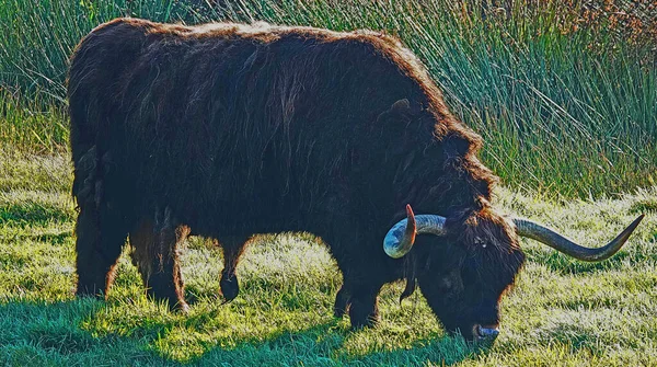 Toro Escocés Marrón Oscuro Pastando Prado — Foto de Stock
