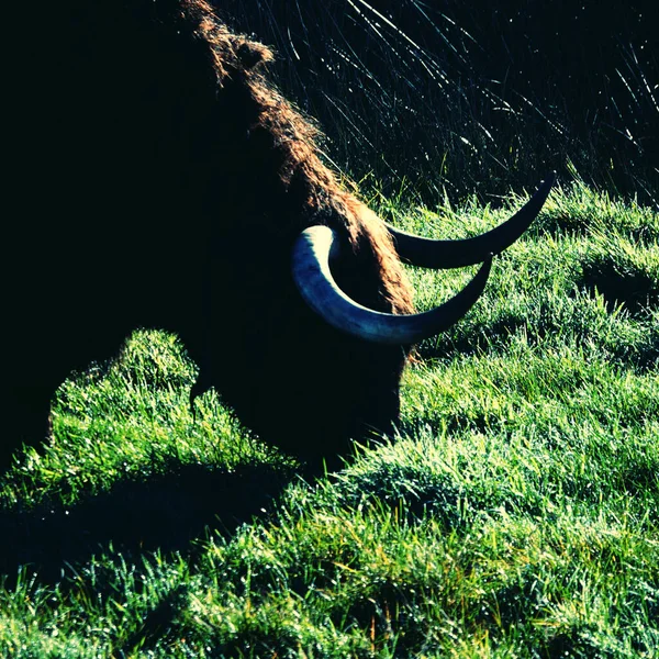 Kop Van Een Donkerbruine Schotse Highland Stier Grazend Een Weide — Stockfoto