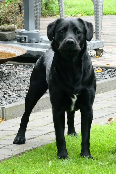 Porträtt Svart Labrador Retriever Hund Han Vaktar Trädgården Sett Nederländerna — Stockfoto
